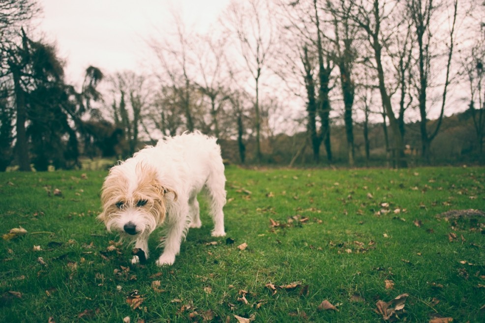 Country park